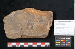 Foto (Objekt + Etikett) von Callipteris affinis Goeppert (NHMW-GEO-2024-0188-10908)